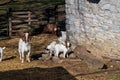 Boer goats with babies in a barnyard.