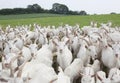 Boer goats