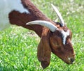 Boer Nanny Goat