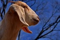 Boer Profile View Royalty Free Stock Photo