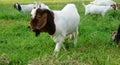 Boer 100 white goat