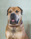 Boerboel or Boerboel - a breed of dog that originated in South Africa, belongs to the group of molossians, mastiffs. close-up Royalty Free Stock Photo