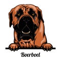 Boerboel - Color Peeking Dogs - breed face head isolated on white