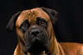 Boerboel Male Dog