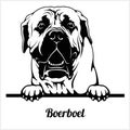 Boerboel - Peeking Dogs - breed face head isolated on white