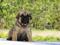 Boerboel puppy. South African bulldog