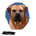 Boerboel, South African Mastiff dog digital art illustration isolated on white background. South Africa origin working farm dog,