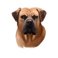 Boerboel, South African Mastiff dog digital art illustration isolated on white background. South Africa origin working farm dog,