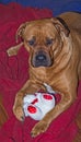 Boerboel with toy 6663