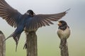 Boerenzwaluw; Barn Swallow; Hirundo rustica Royalty Free Stock Photo