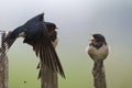 Boerenzwaluw; Barn Swallow; Hirundo rustica Royalty Free Stock Photo