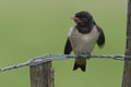 Boerenzwaluw; Barn Swallow; Hirundo rustica Royalty Free Stock Photo