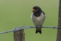 Boerenzwaluw; Barn Swallow; Hirundo rustica Royalty Free Stock Photo