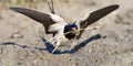 Boerenzwaluw, Barn Swallow, Hirundo rustica Royalty Free Stock Photo