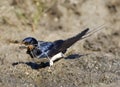 Boerenzwaluw, Barn Swallow, Hirundo rustica Royalty Free Stock Photo