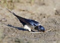 Boerenzwaluw, Barn Swallow, Hirundo rustica Royalty Free Stock Photo