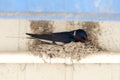 Boerenzwaluw; Barn Swallow; Hirundo rustica Royalty Free Stock Photo