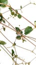 Boerhaavia diffusa plants Royalty Free Stock Photo