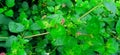 Boerhavia diffusa punarnawa gajpurna creeper close up