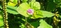 Boerhavia Diffusa Flowering plant on Nature Background Royalty Free Stock Photo