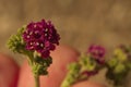 477 Boerhavia Floweret Cluster Macro