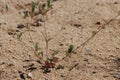 Boerhavia Triquetra Leaf - Little San Bernardino Mtns - 082022