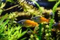 Boeseman`s rainbowfish - Melanotaenia boesemani - Ajamaru Lake, New Guinea