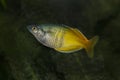 The Boeseman`s rainbowfish  Melanotaenia boesemani. Royalty Free Stock Photo