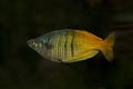 The Boeseman`s rainbowfish Melanotaenia boesemani.