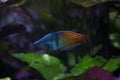 The Boeseman`s rainbowfish Melanotaenia boesemani. Royalty Free Stock Photo