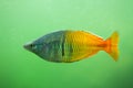 Boeseman`s rainbowfish Melanotaenia boesemani. Royalty Free Stock Photo