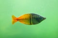 Boeseman`s rainbowfish Melanotaenia boesemani. Royalty Free Stock Photo