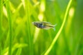 Boeseman`s rainbowfish Melanotaenia boesemani isolated on a fish tank with blurred background Royalty Free Stock Photo