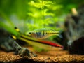 Boeseman`s rainbowfish Melanotaenia boesemani isolated on a fish tank with blurred background