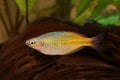 Boeseman's rainbowfish Melanotaenia boesemani tropical aquarium fish Royalty Free Stock Photo