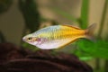 Boeseman's rainbowfish Melanotaenia boesemani tropical aquarium fish Royalty Free Stock Photo