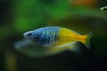 Boeseman's rainbowfish (Melanotaenia boesemani). Royalty Free Stock Photo