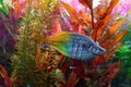 Boeseman's rainbowfish, Melanotaenia boesemani swimming in aquarium water wtih green algae Royalty Free Stock Photo
