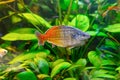 Boeseman's rainbowfish, Melanotaenia boesemani swimming in aquarium water wtih green algae Royalty Free Stock Photo