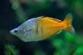 Boeseman's rainbowfish (Melanotaenia boesemani). Royalty Free Stock Photo