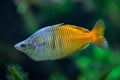 Boeseman's rainbowfish (Melanotaenia boesemani).