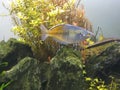 boesemani rainbow fish in aquarium