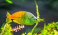 Boesemani rainbow fish in closeup, colorful and popular pet in aquaculture, tropical and endangered fish specie from lake ayamaru