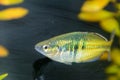 Boesemani Rainbow Fish. Rainbow fish female from genus Melanotaenia in aquarium.