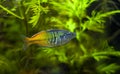 Boesemani Rainbowfish Royalty Free Stock Photo