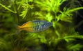 Boesemani Rainbowfish