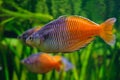 Boesemani rainbowfish close-up
