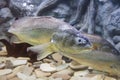 Soldier fish swimming in the aquarium.