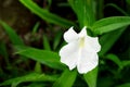 Boesenbergia alba, Caulokaempferia alba K. Larsen & R.M. Sm. or