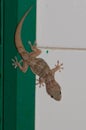 Boettger`s wall gecko Royalty Free Stock Photo